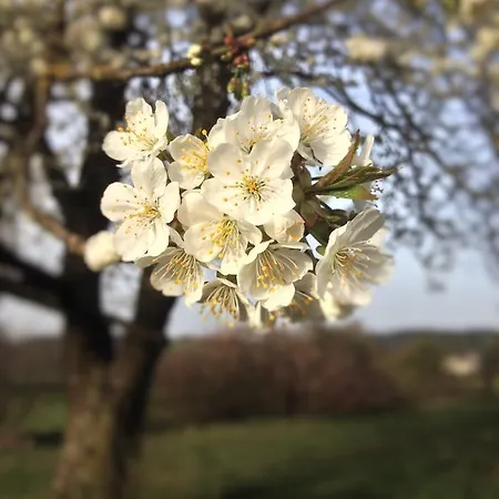Teufl Zajazd Purgstall an der Erlauf